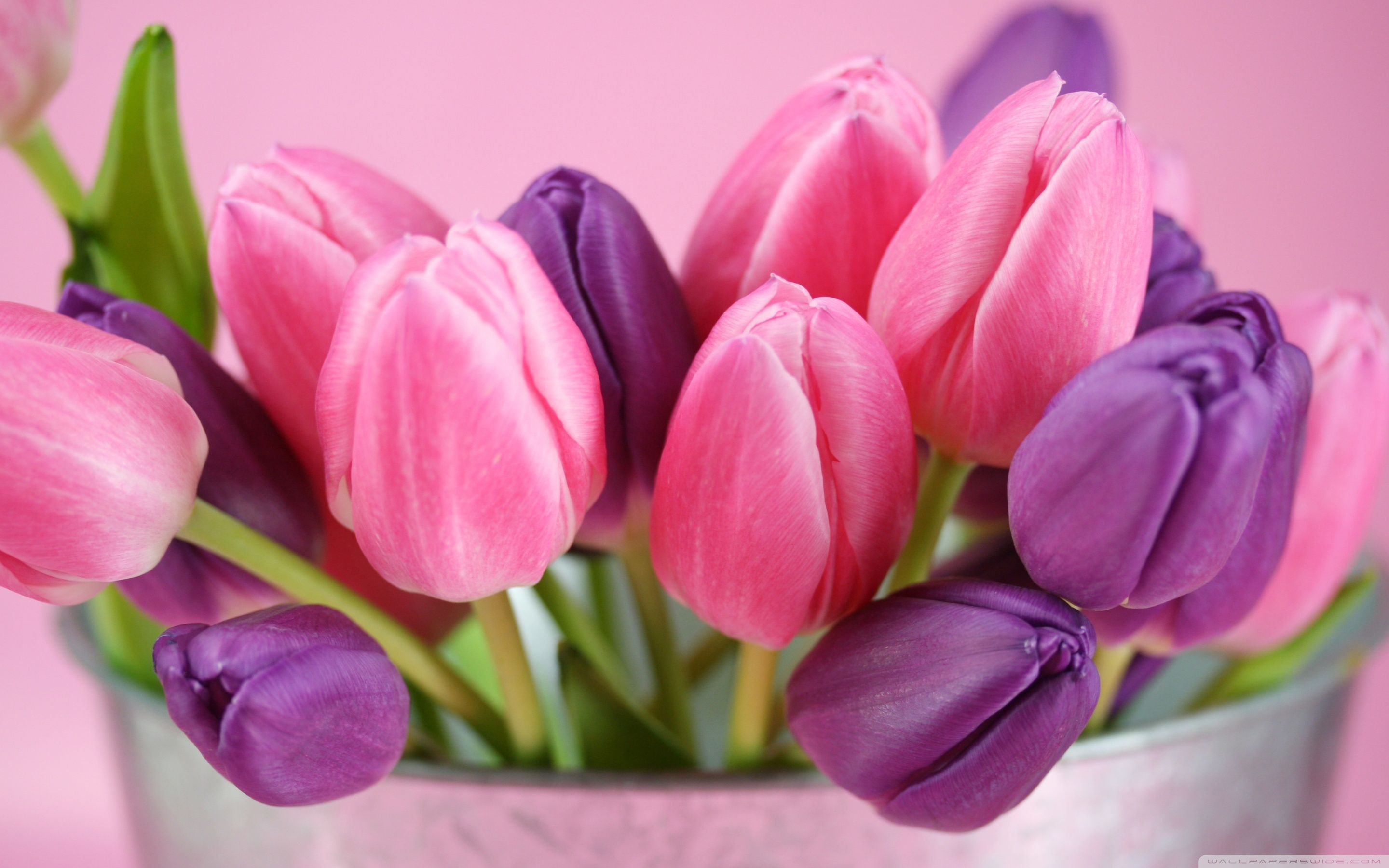 Tulip Flower Wallpapers