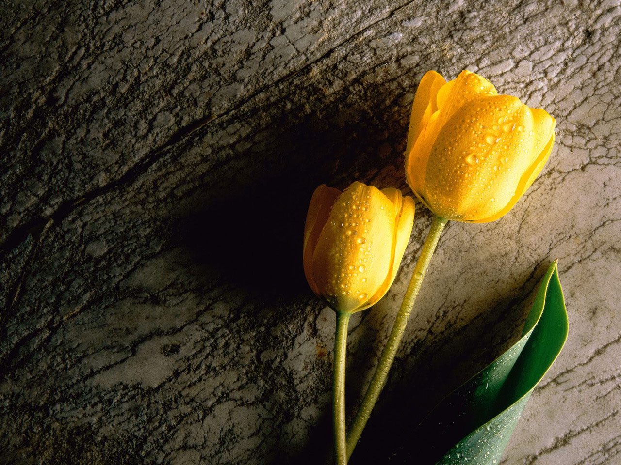 Tulip Flower Wallpapers