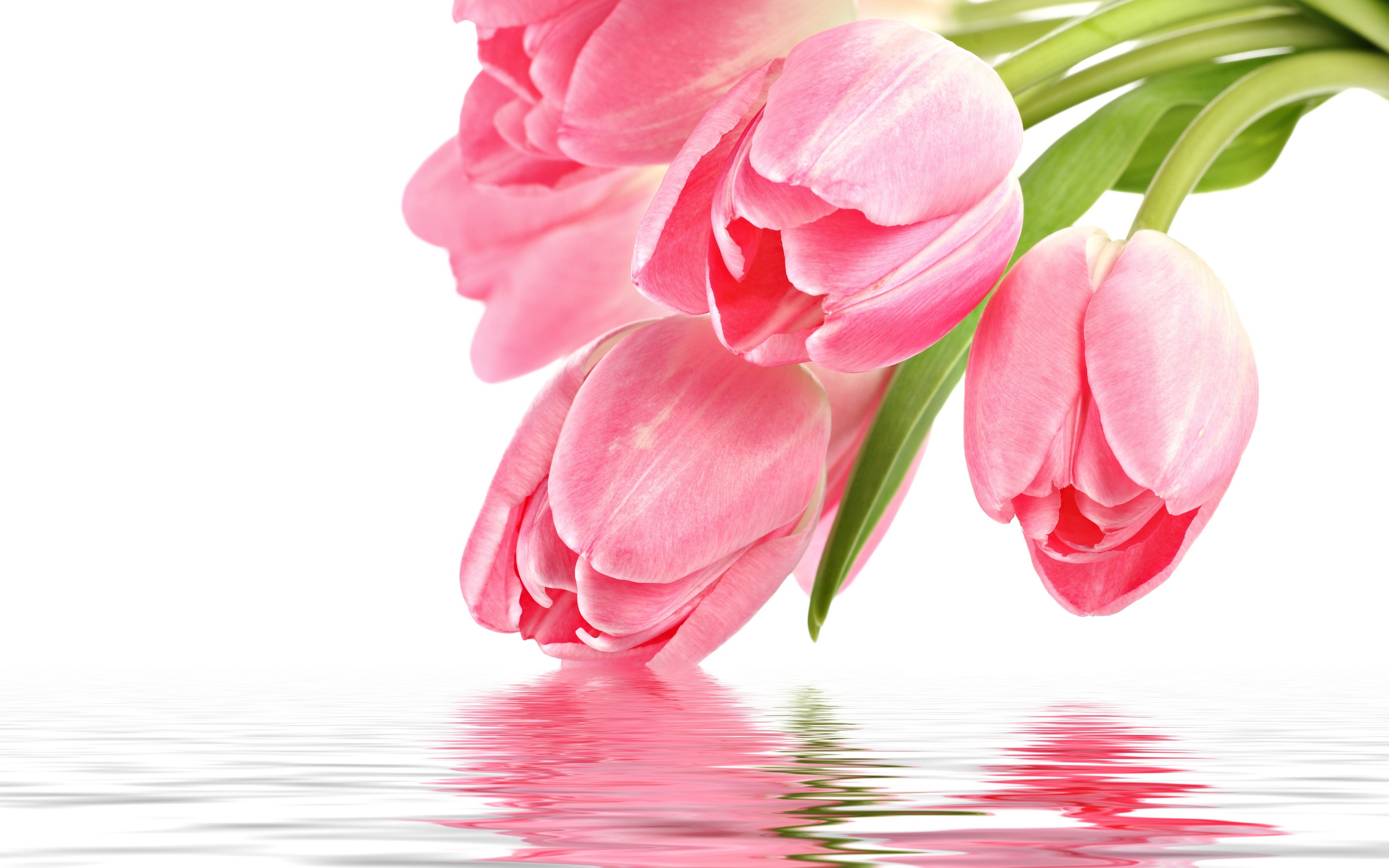 Tulip Flower Wallpapers