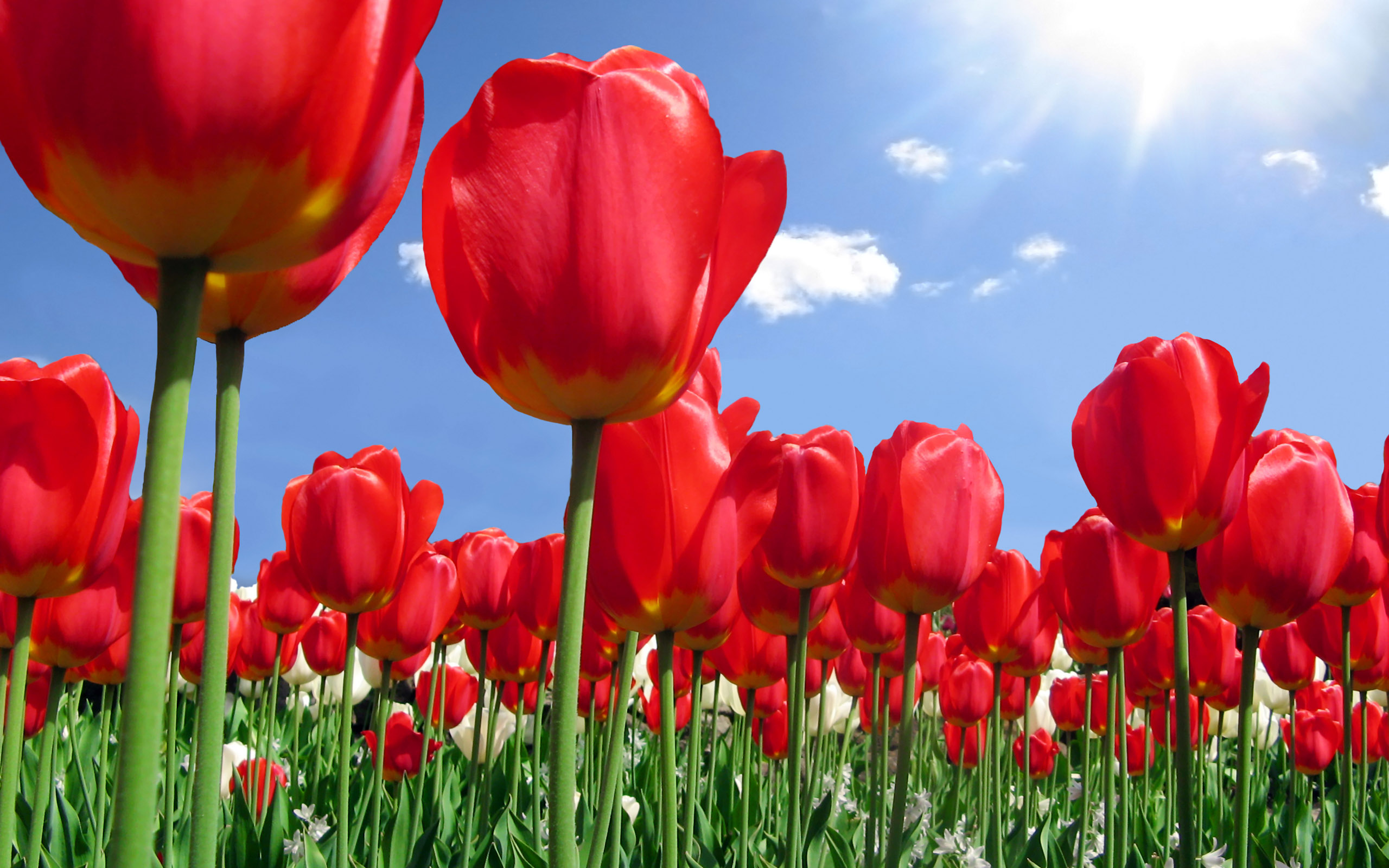 Tulip Flower Wallpapers