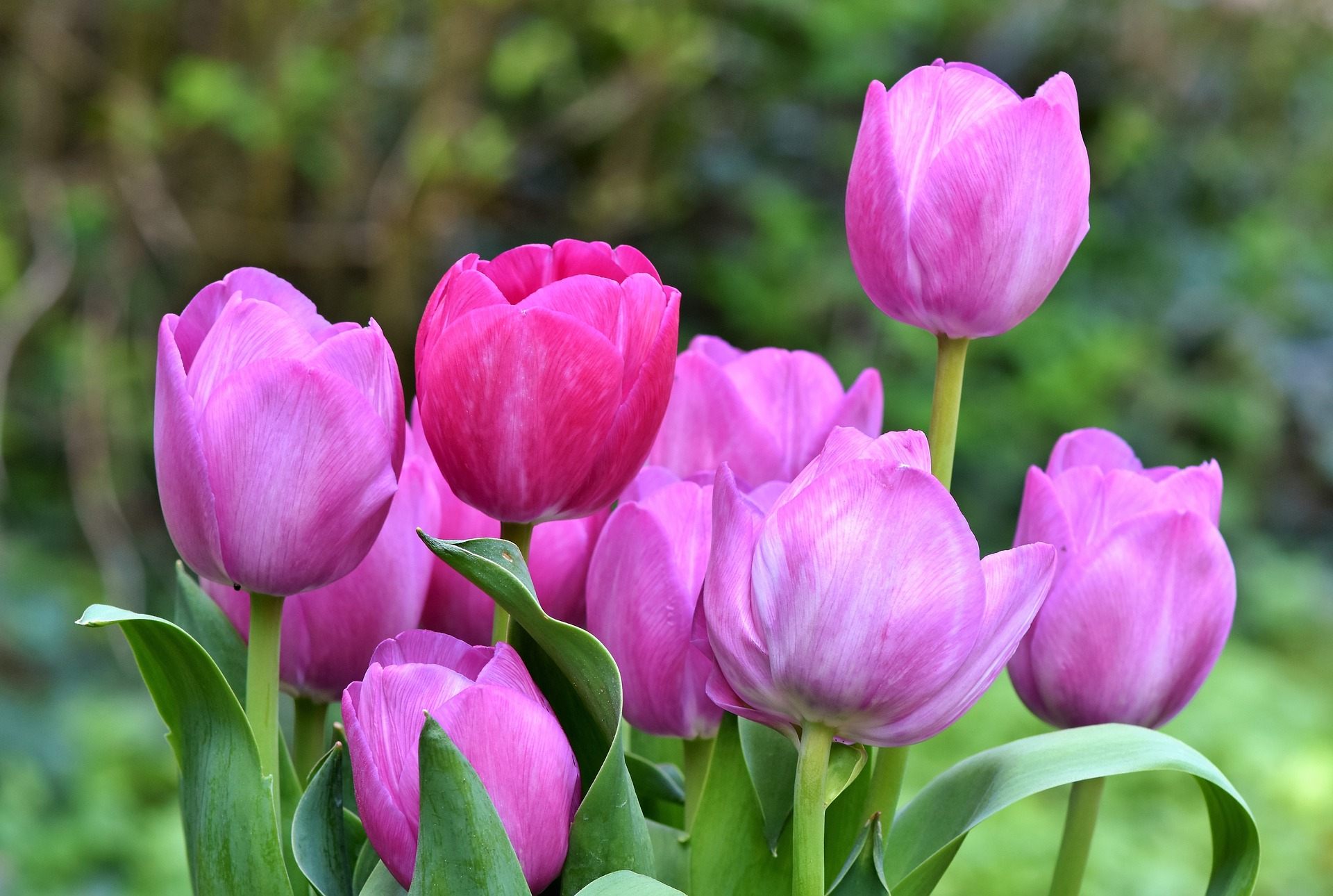 Tulip Flower Wallpapers