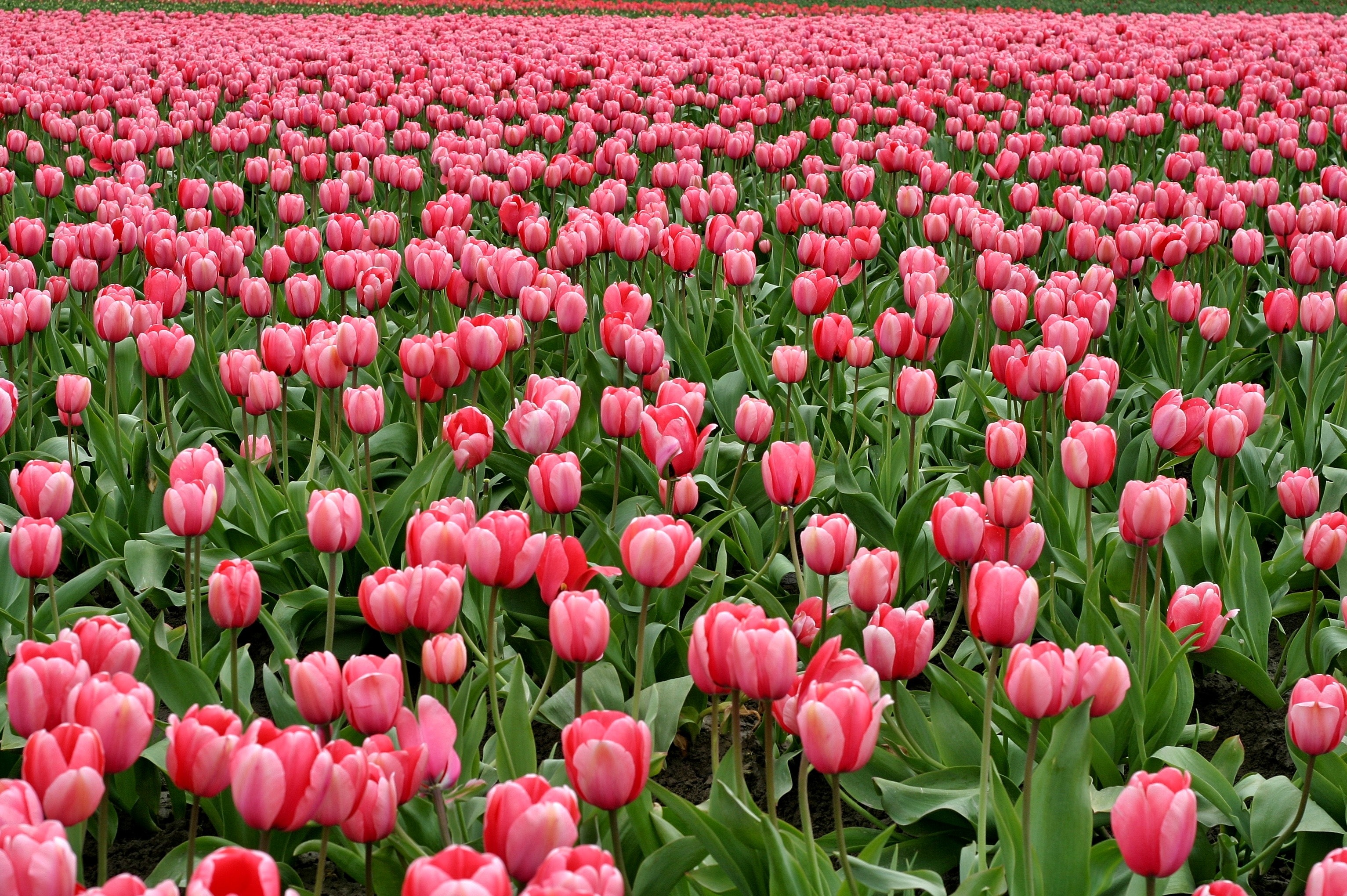 Tulip Flower Wallpapers