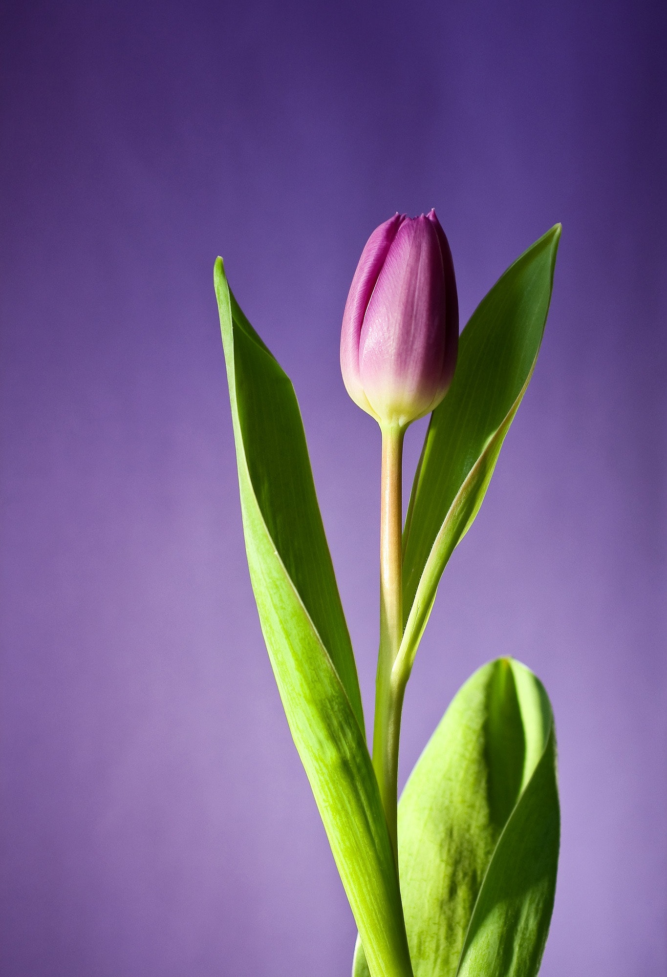 Tulip Flower Wallpapers