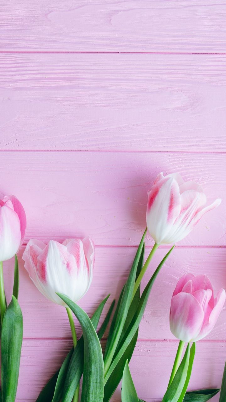 Tulip Flower Wallpapers