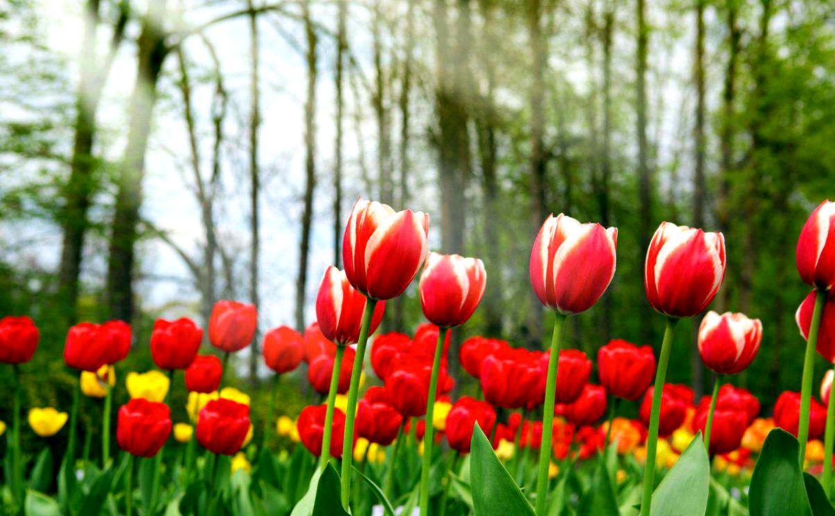 Tulip Flower Wallpapers