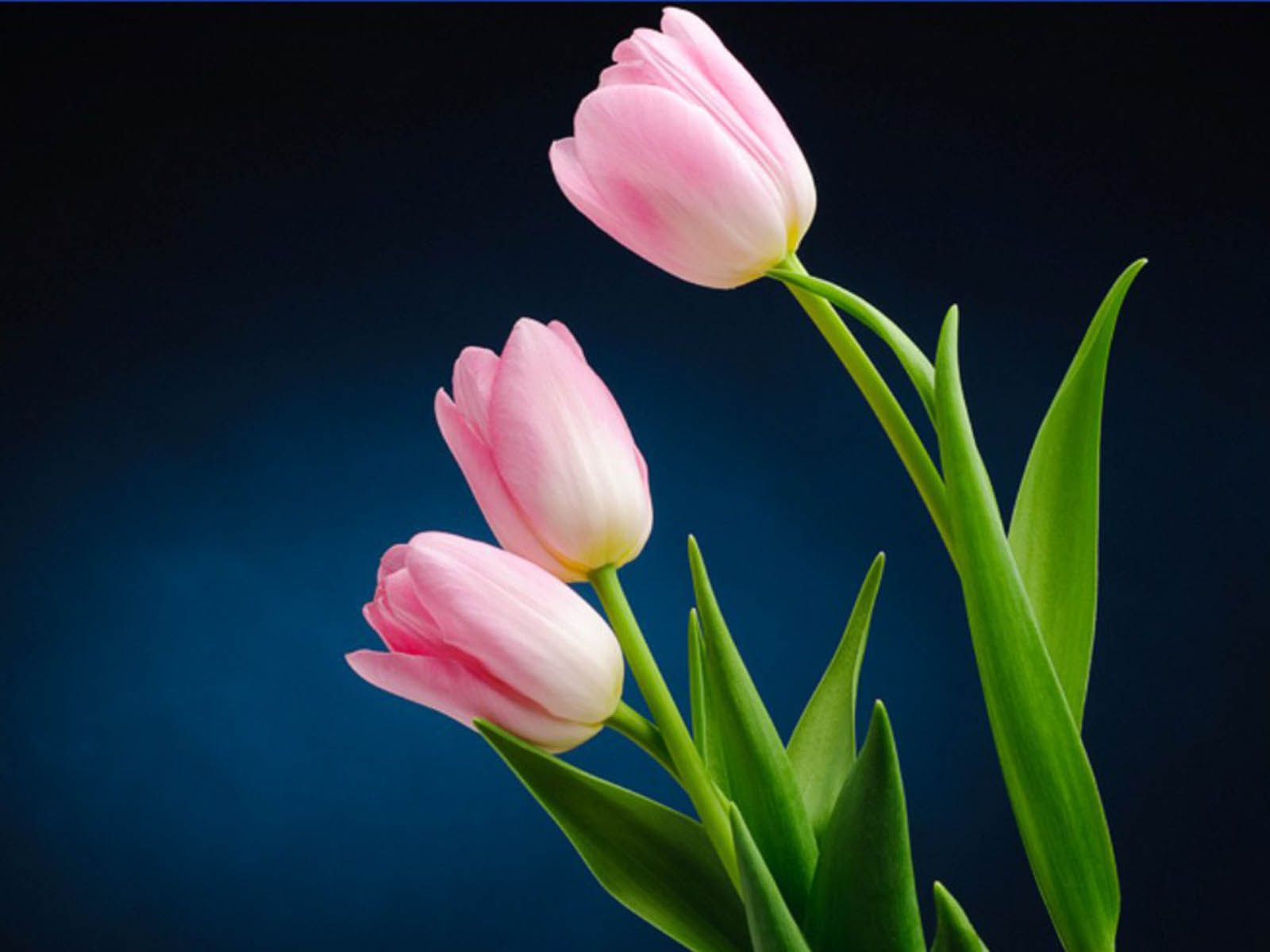 Tulip Flower Wallpapers