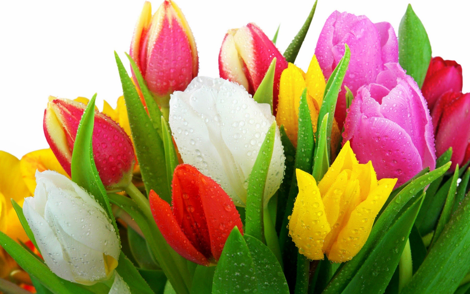 Tulip Flower Wallpapers