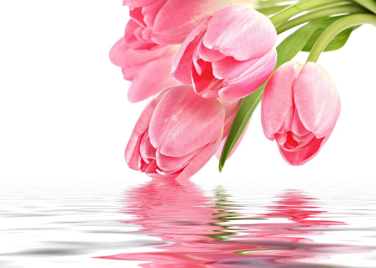 Tulip Flower Wallpapers