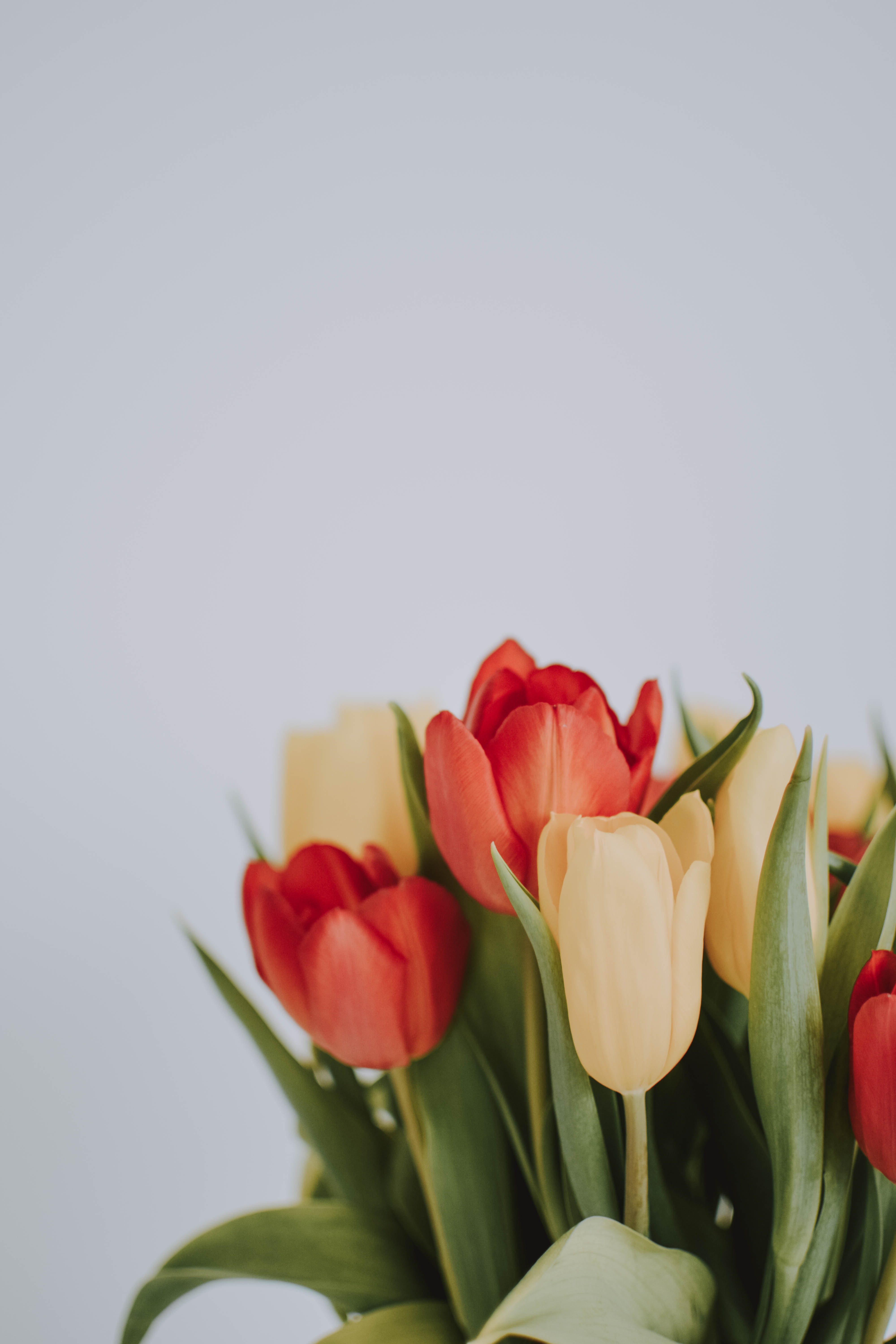 Tulip Flower Wallpapers