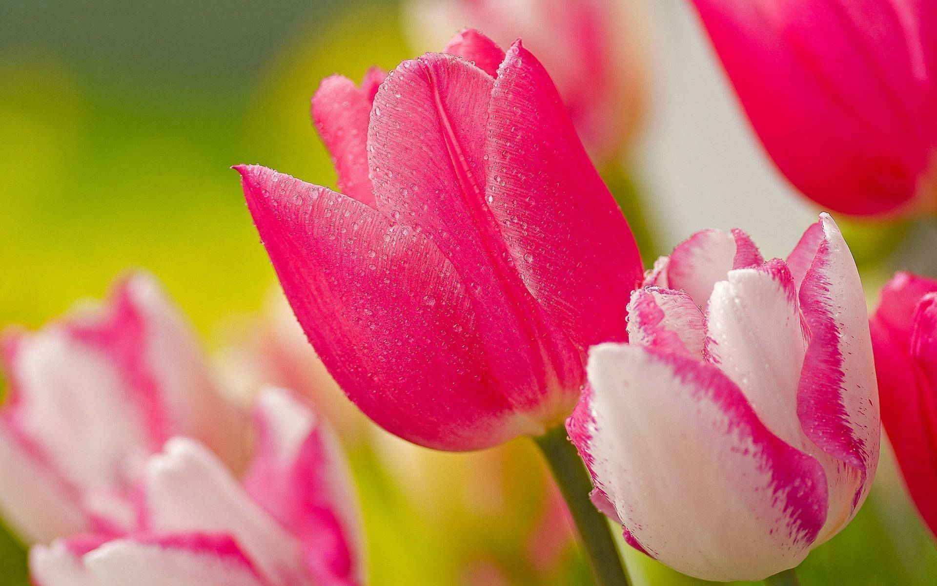 Tulip Flower Wallpapers