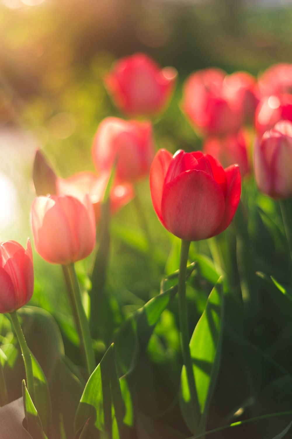 Tulip Flower Wallpapers