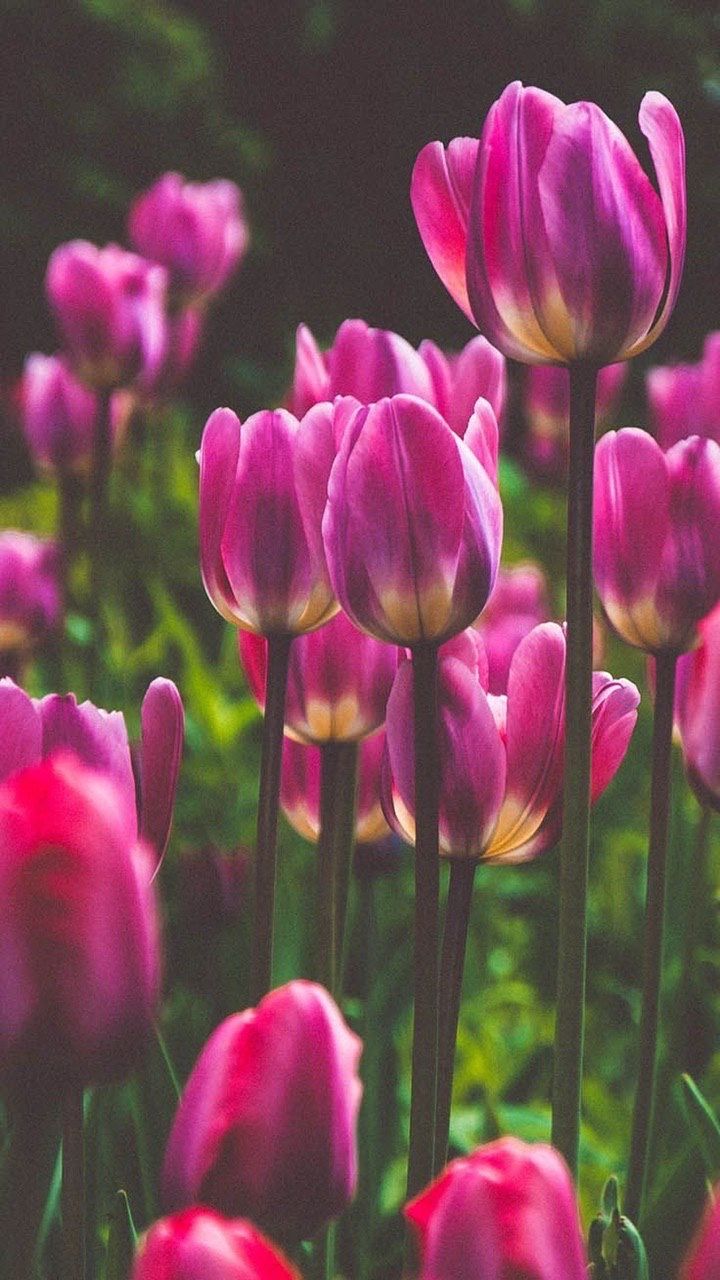 Tulip Iphone Wallpapers