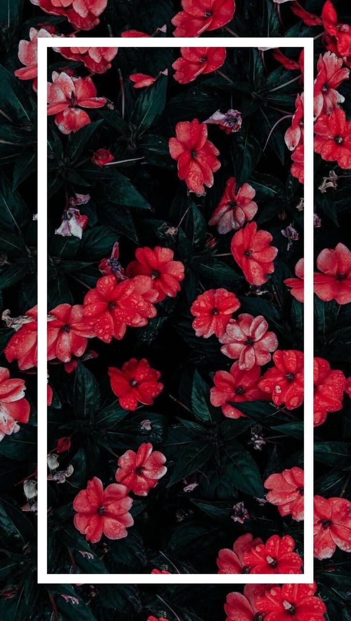 Tumblr Flower Wallpapers