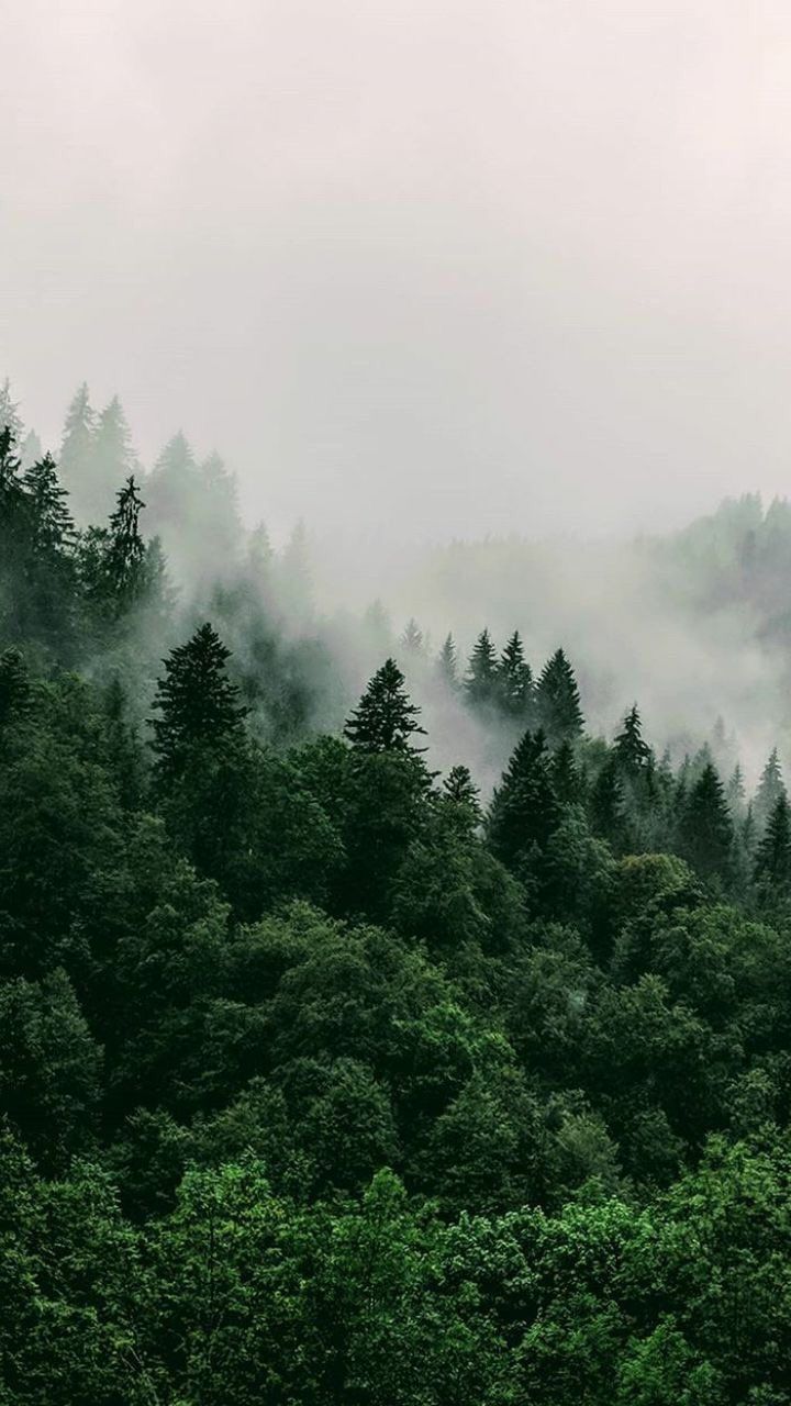 Tumblr Forest Aesthetic Wallpapers