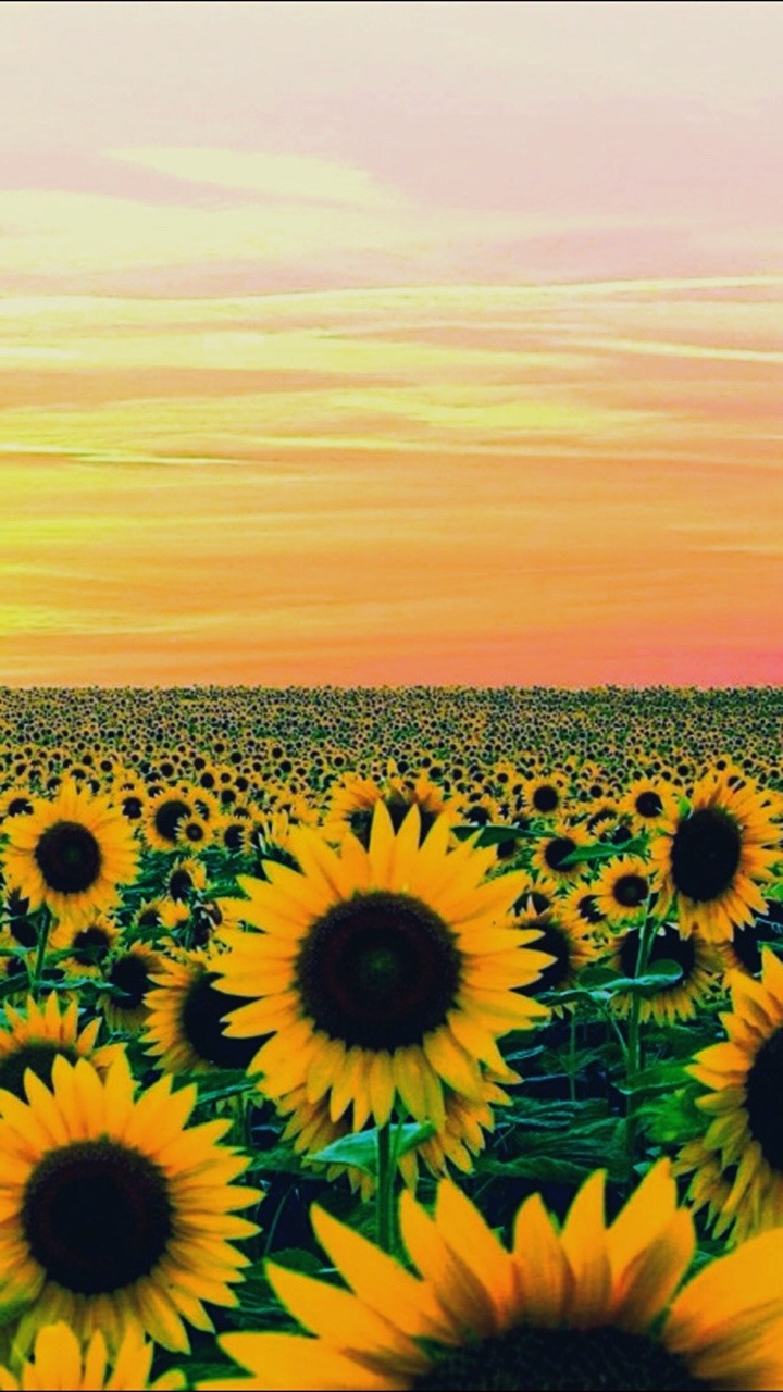 Tumblr Sunflower Wallpapers