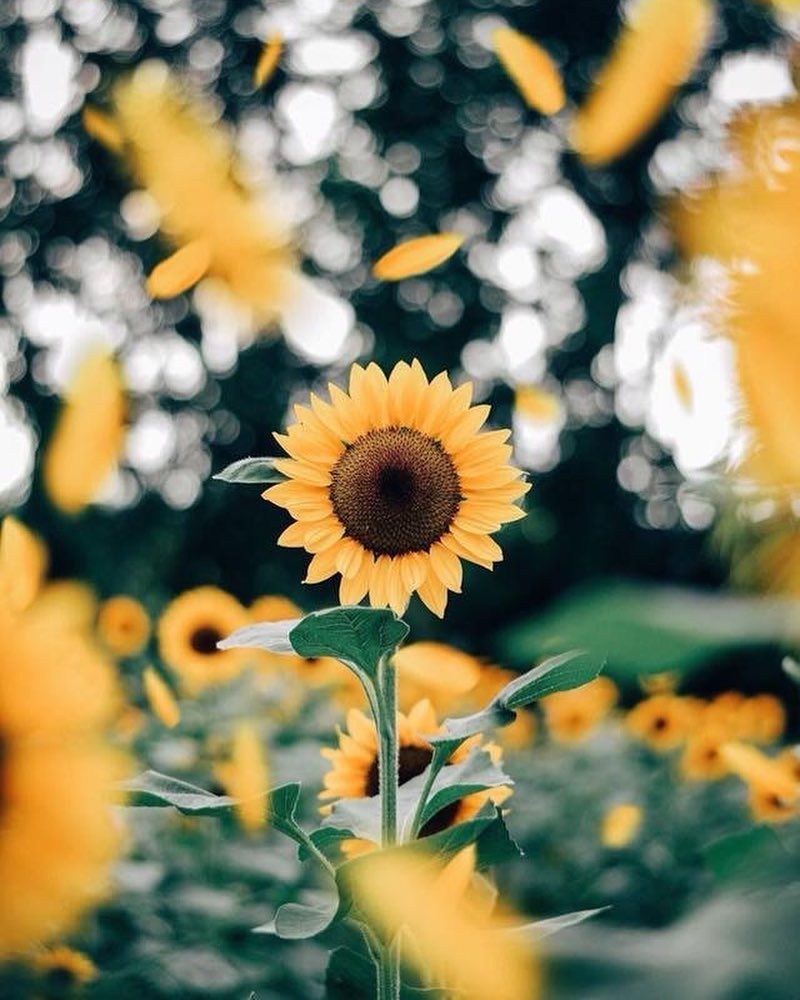 Tumblr Sunflower Wallpapers