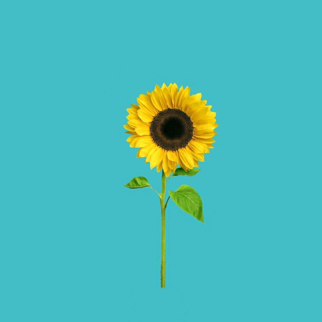 Tumblr Sunflower Wallpapers