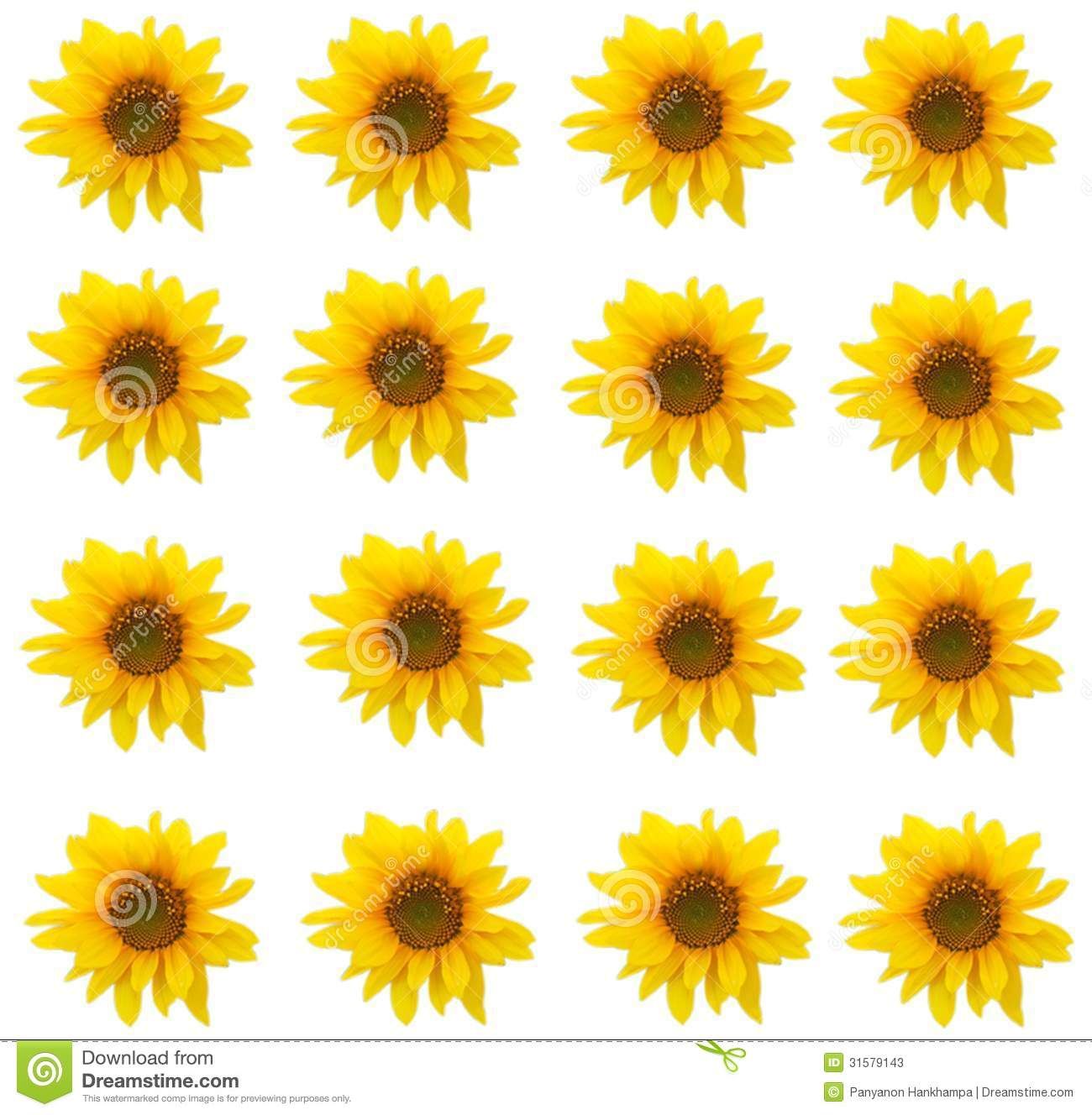 Tumblr Sunflower Wallpapers