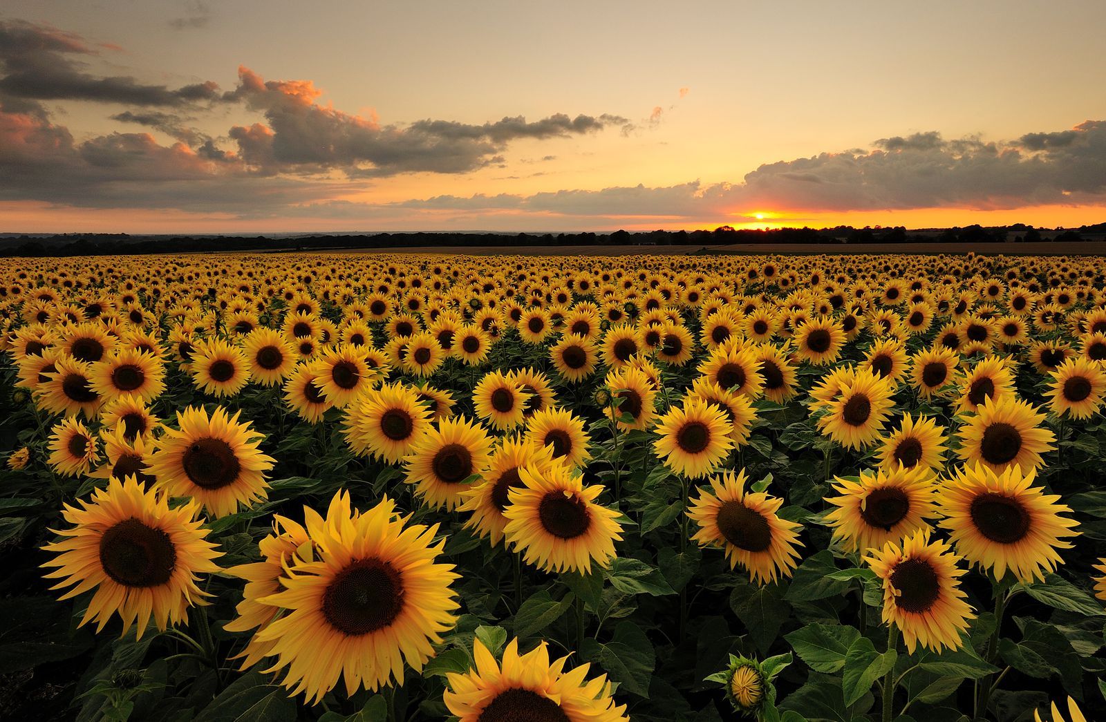 Tumblr Sunflower Wallpapers