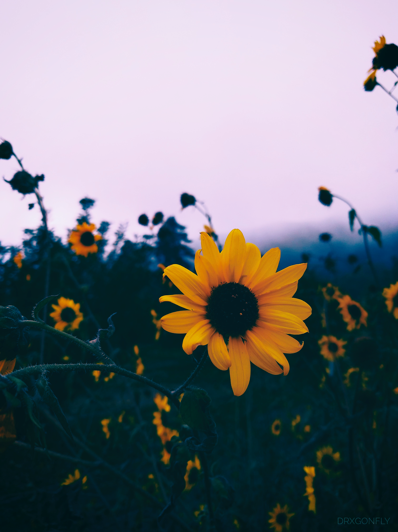 Tumblr Sunflower Wallpapers