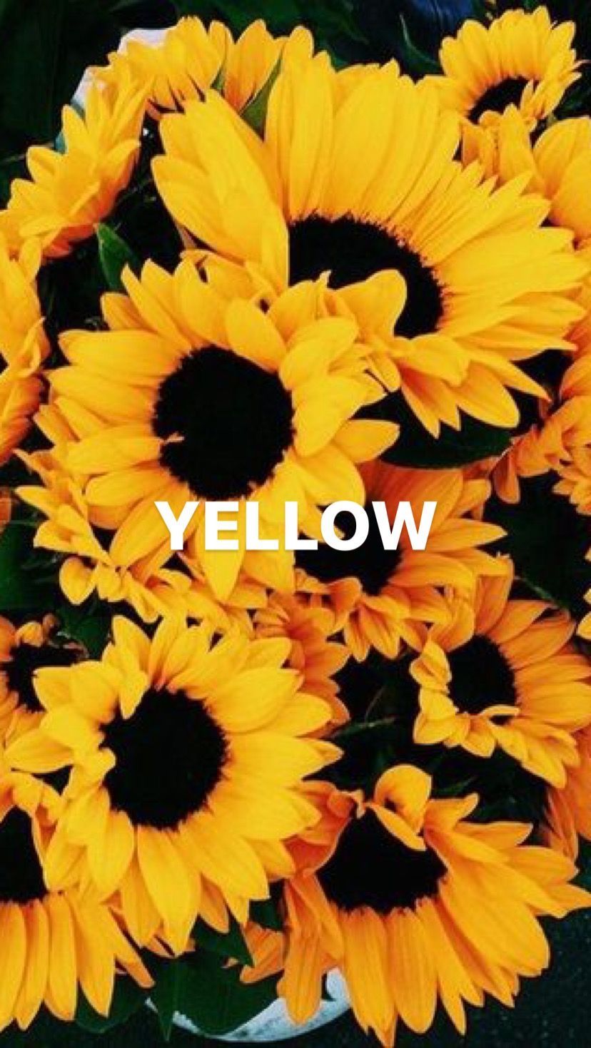 Tumblr Sunflower Wallpapers