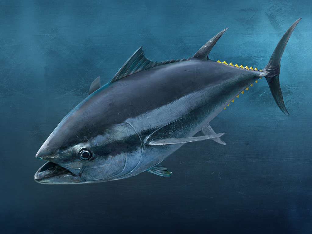 Tuna Wallpapers