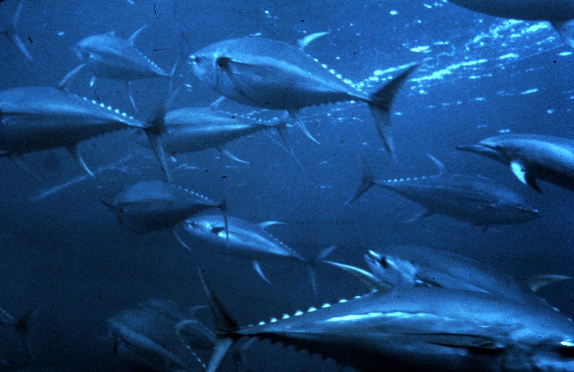 Tuna Wallpapers