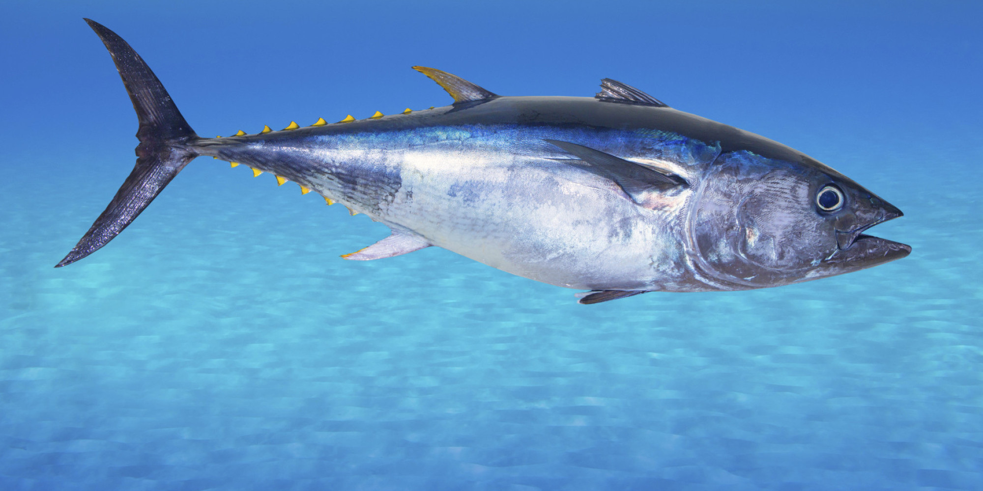 Tuna Wallpapers