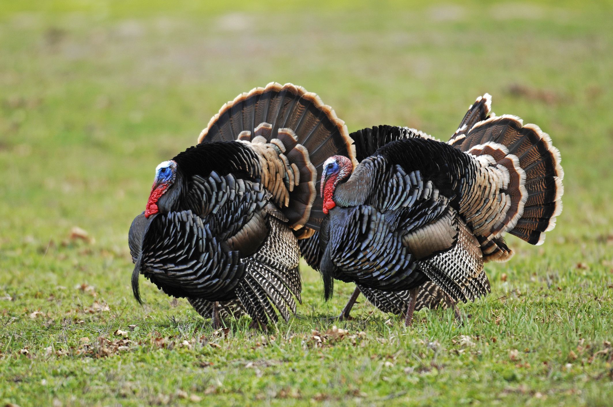 Turkey Wallpapers