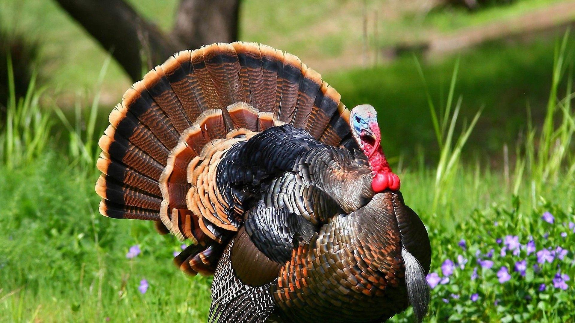 Turkeys Wallpapers