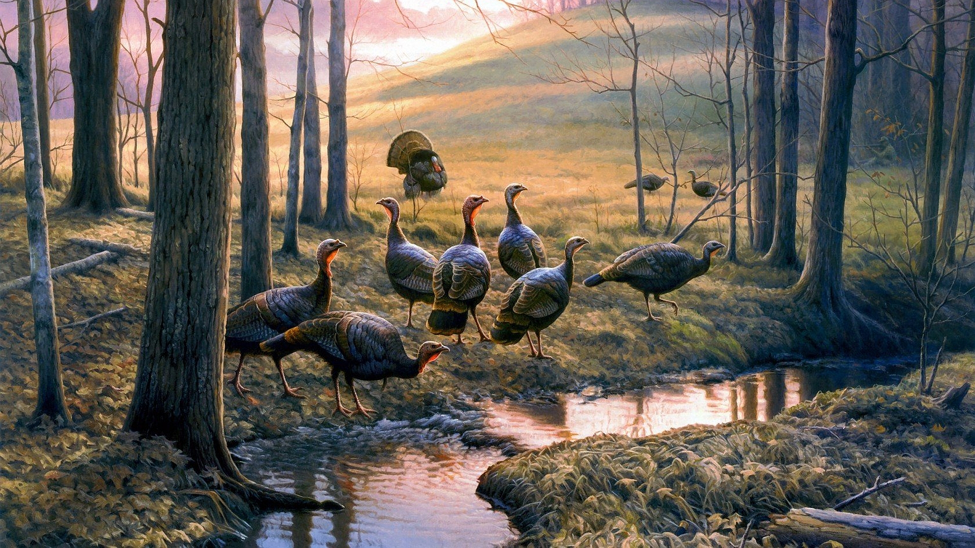 Turkeys Wallpapers