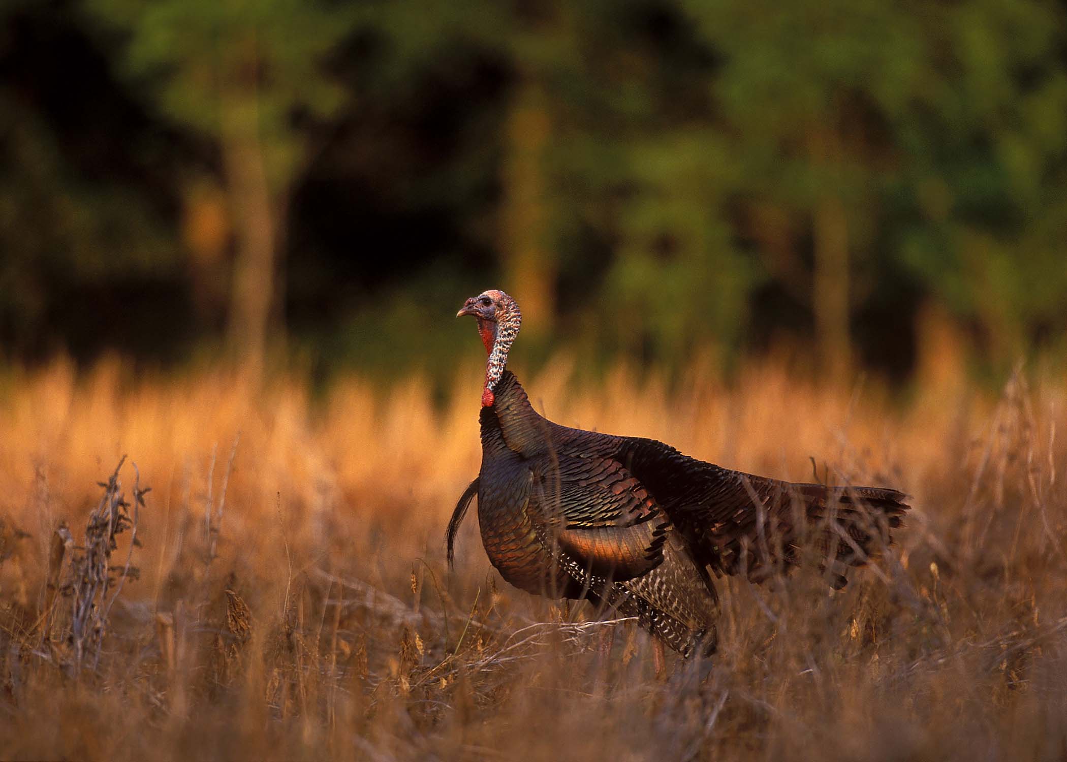 Turkeys Wallpapers