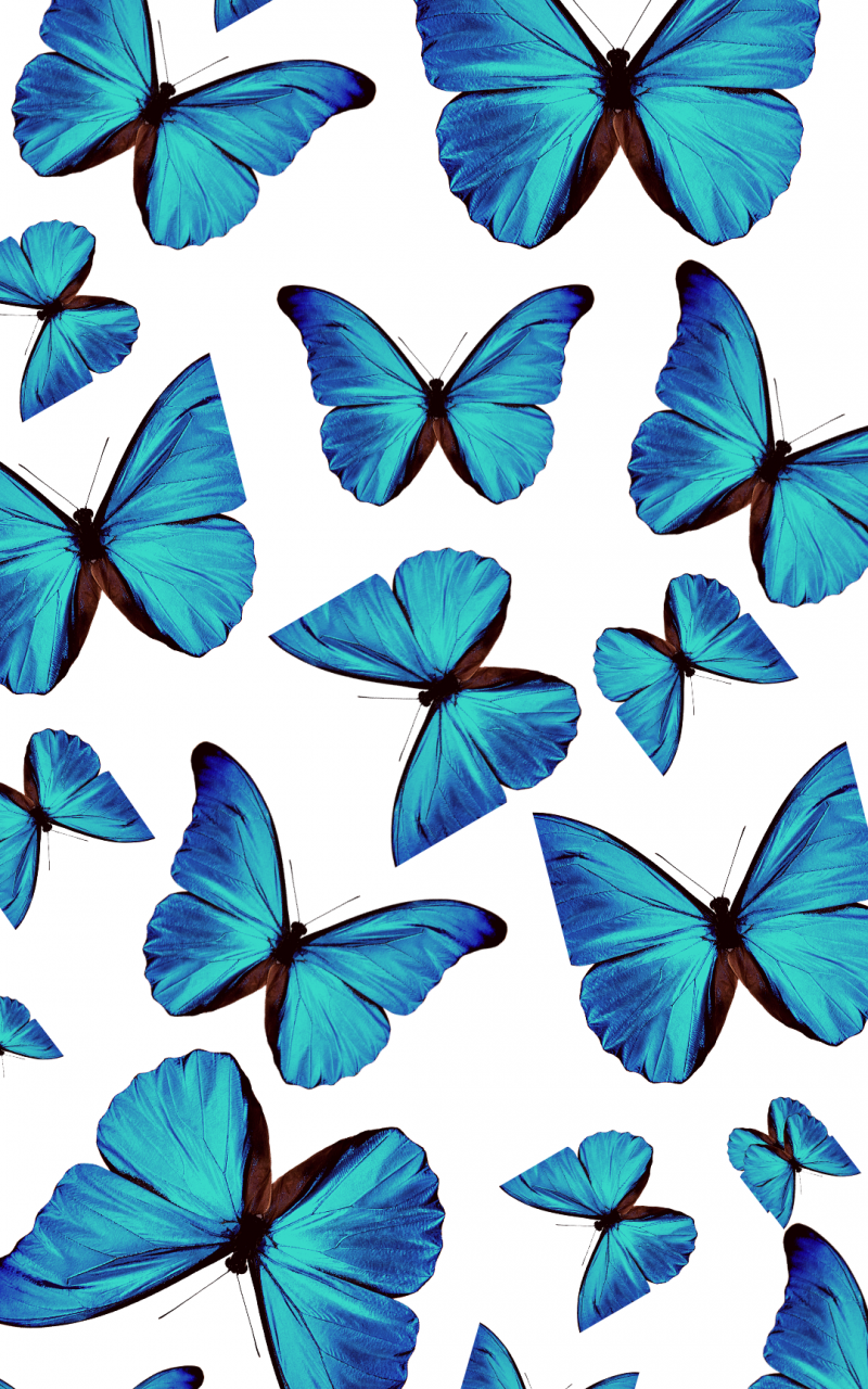 Turquoise Butterfly Wallpapers