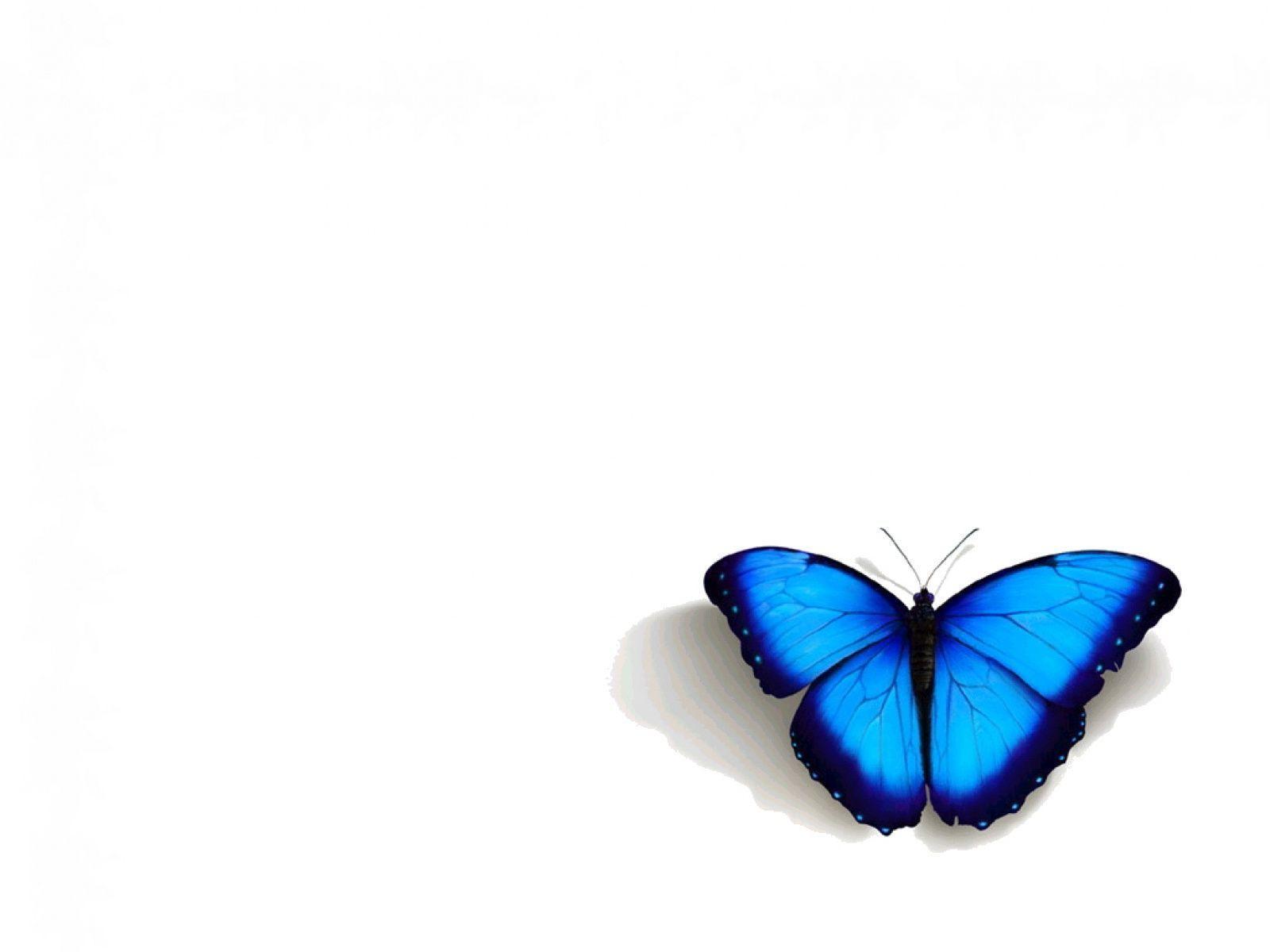 Turquoise Butterfly Wallpapers