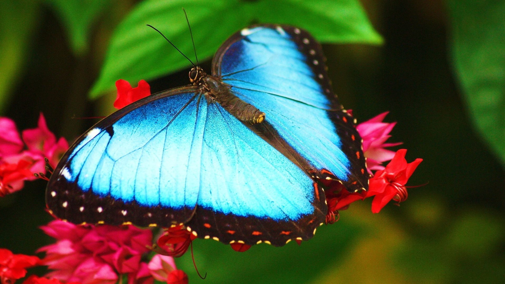 Turquoise Butterfly Wallpapers