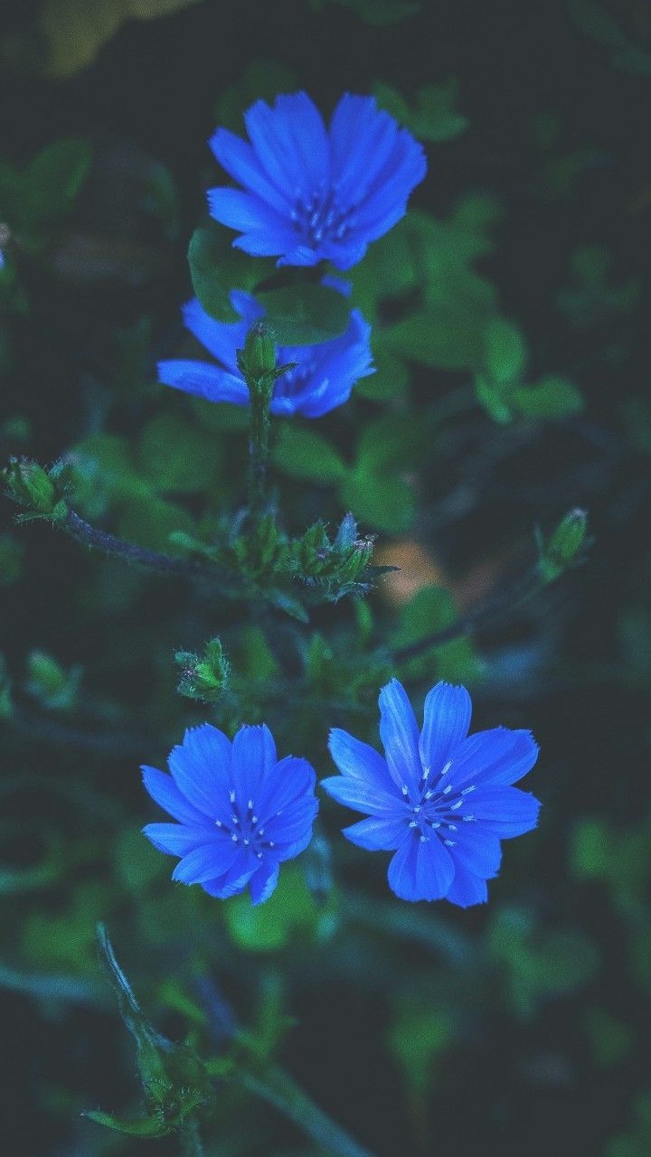 Turquoise Flowers Wallpapers