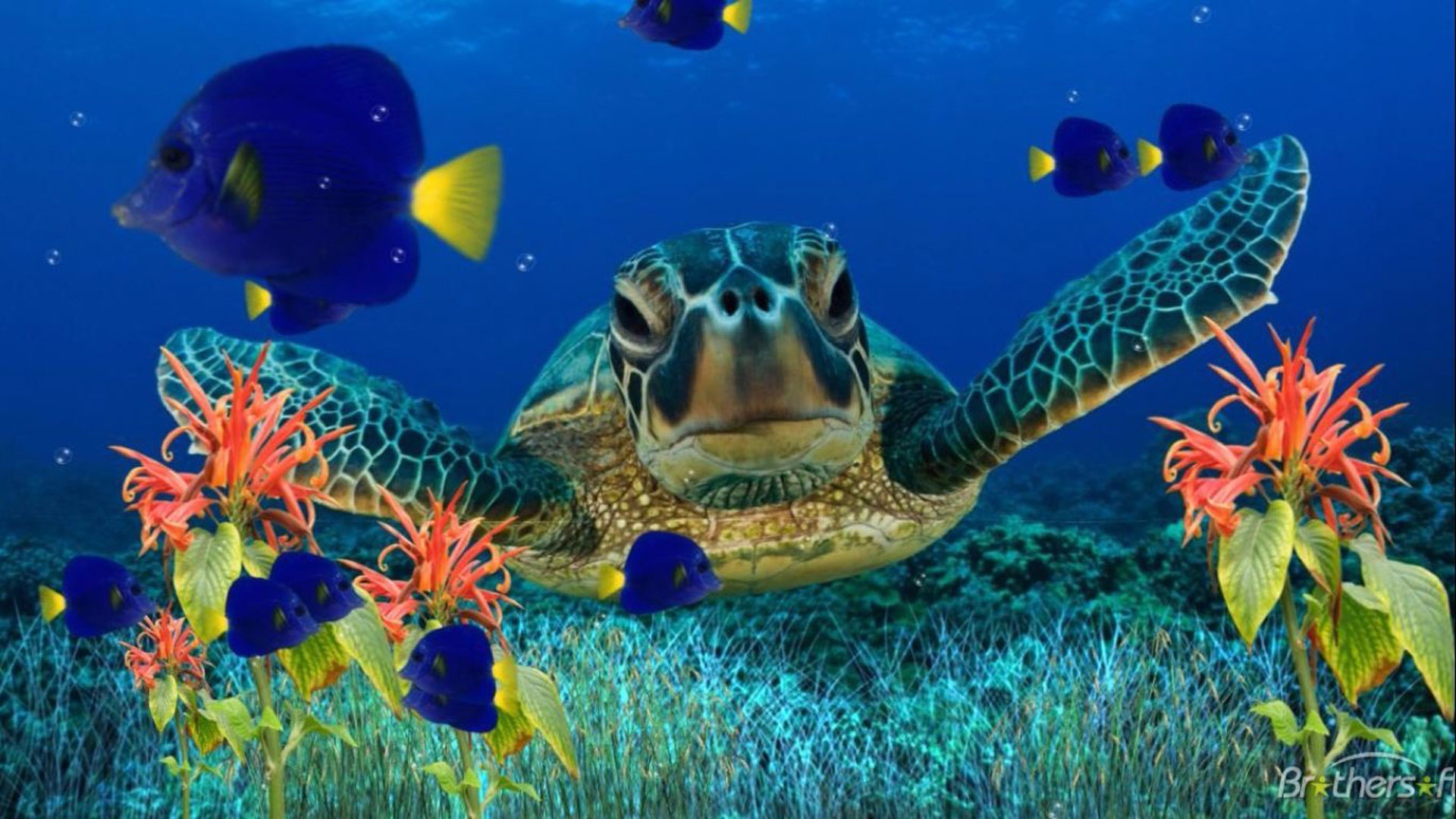 Turtle Art Wallpapers