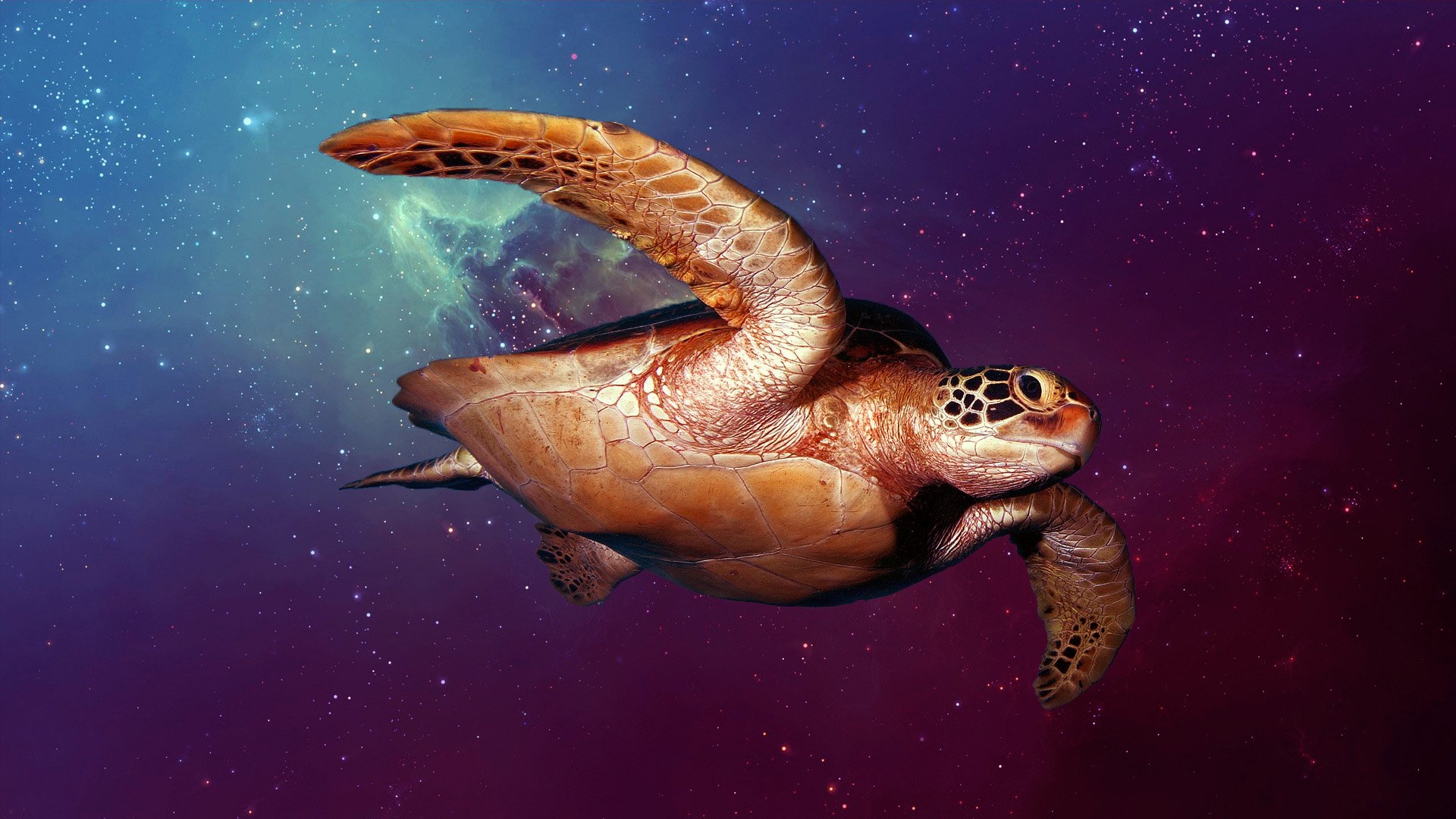 Turtle Art Wallpapers