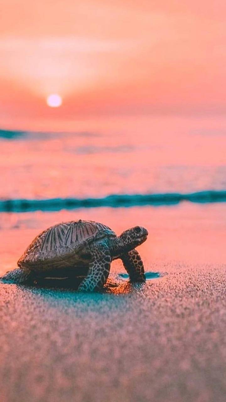 Turtle Iphone Wallpapers