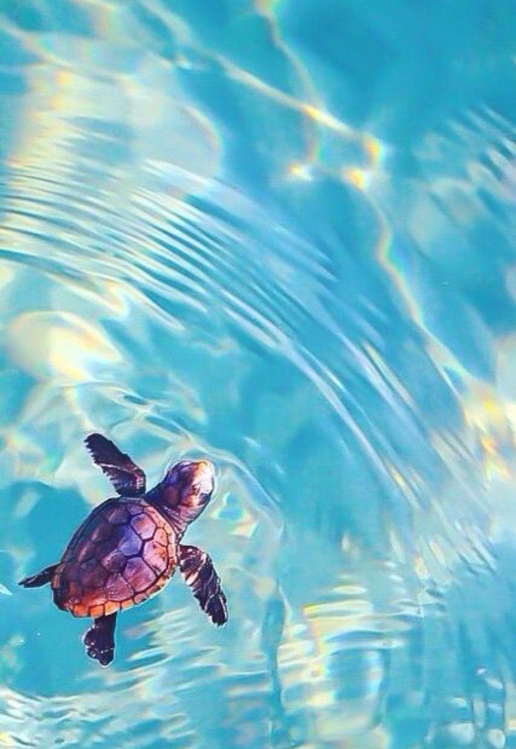 Turtle Iphone Wallpapers