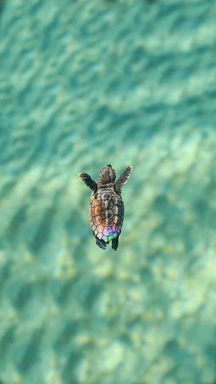 Turtle Iphone Wallpapers