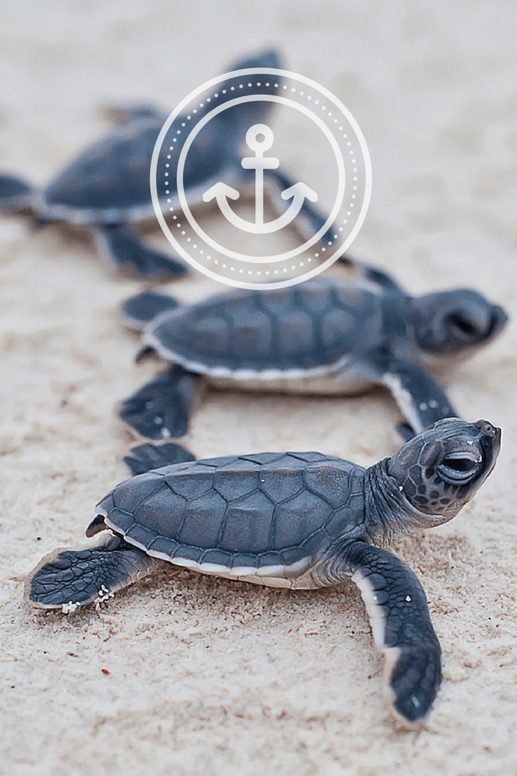 Turtle Iphone Wallpapers