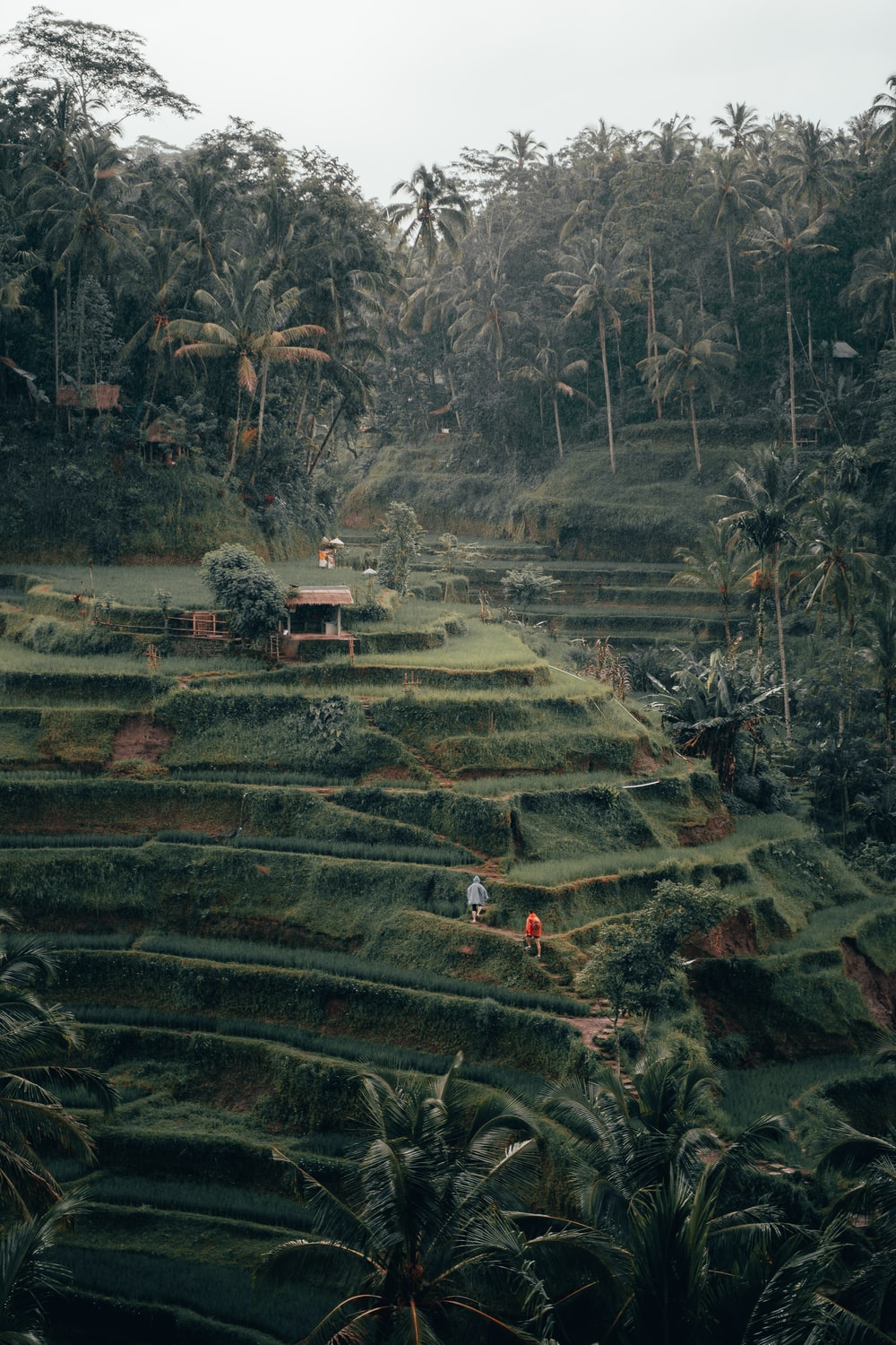 Ubud Wallpapers