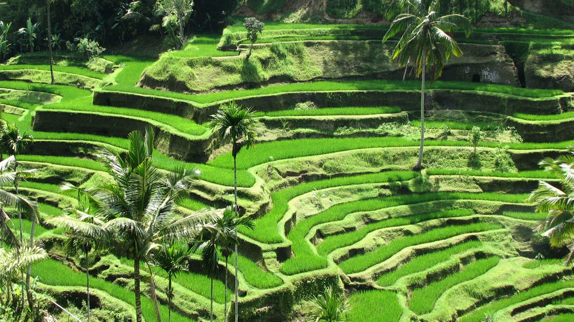 Ubud Wallpapers