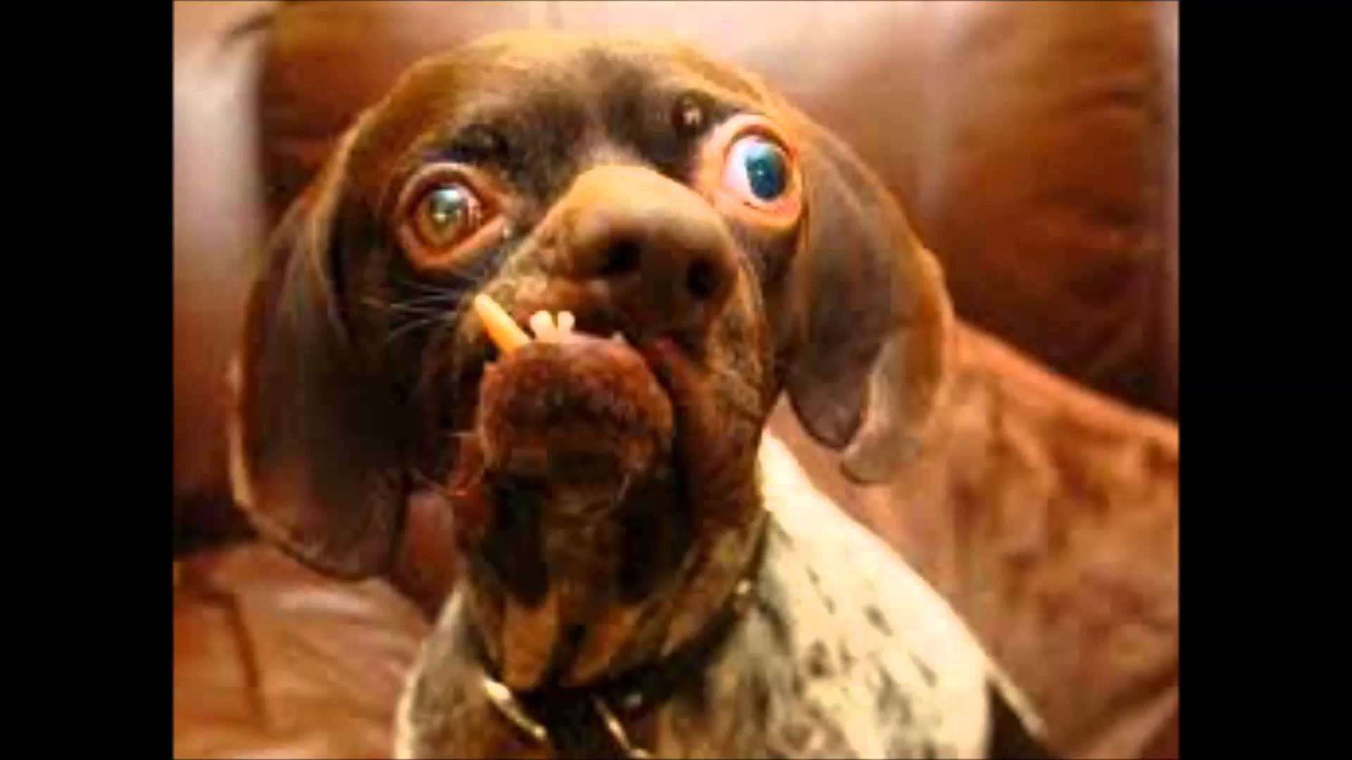 Ugly Dogs Wallpapers