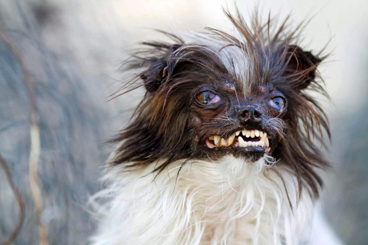 Ugly Dogs Wallpapers