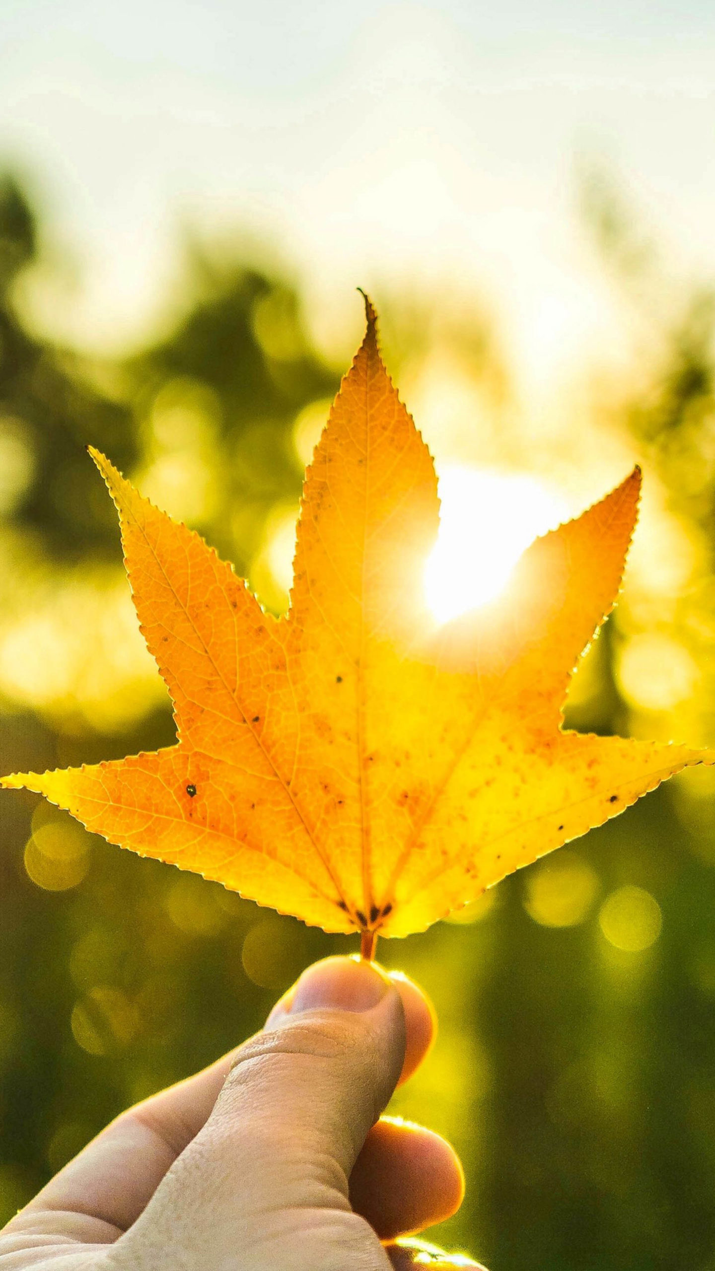 Ultra Hd Leaf 4K Wallpapers