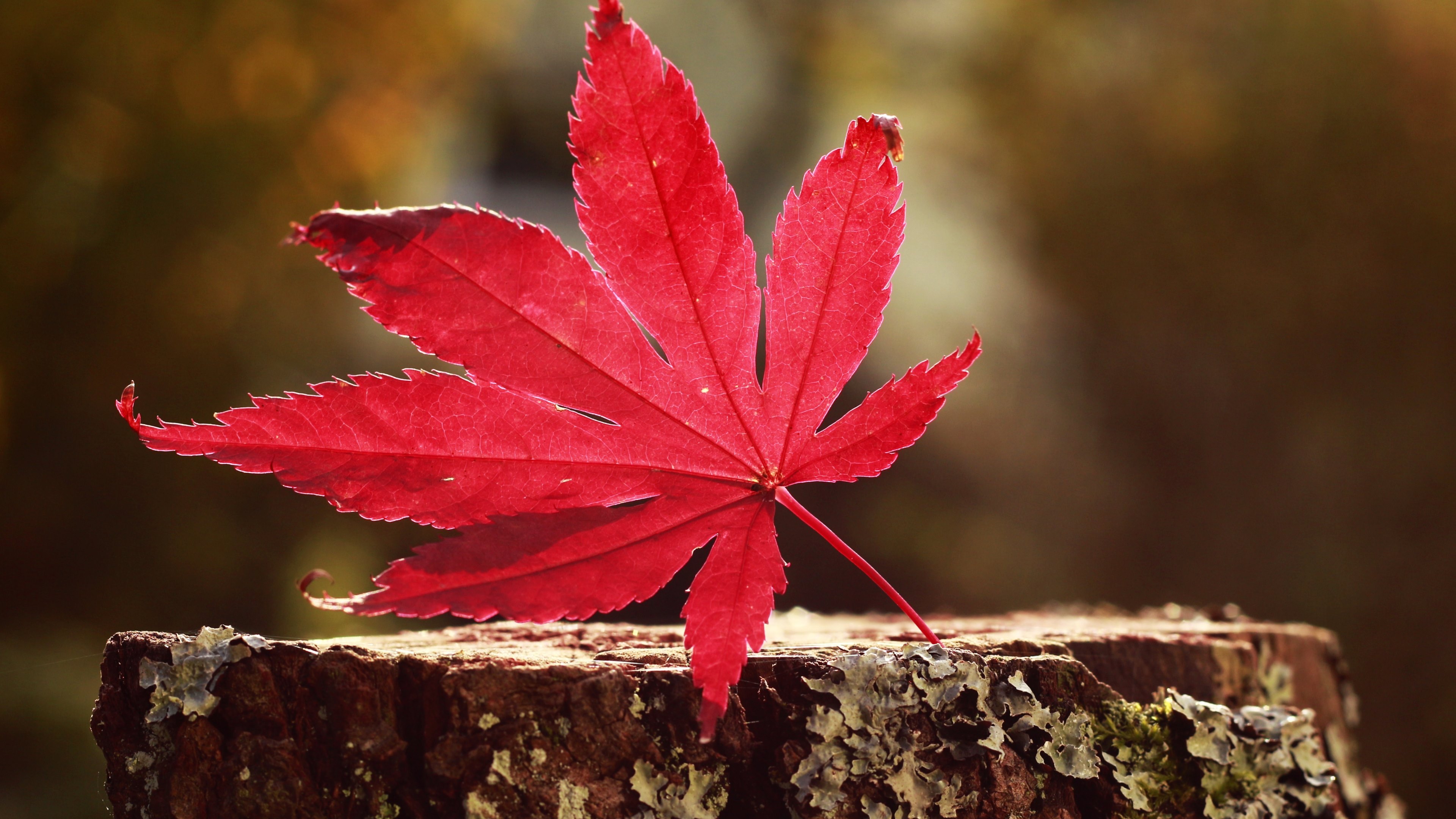 Ultra Hd Leaf 4K Wallpapers