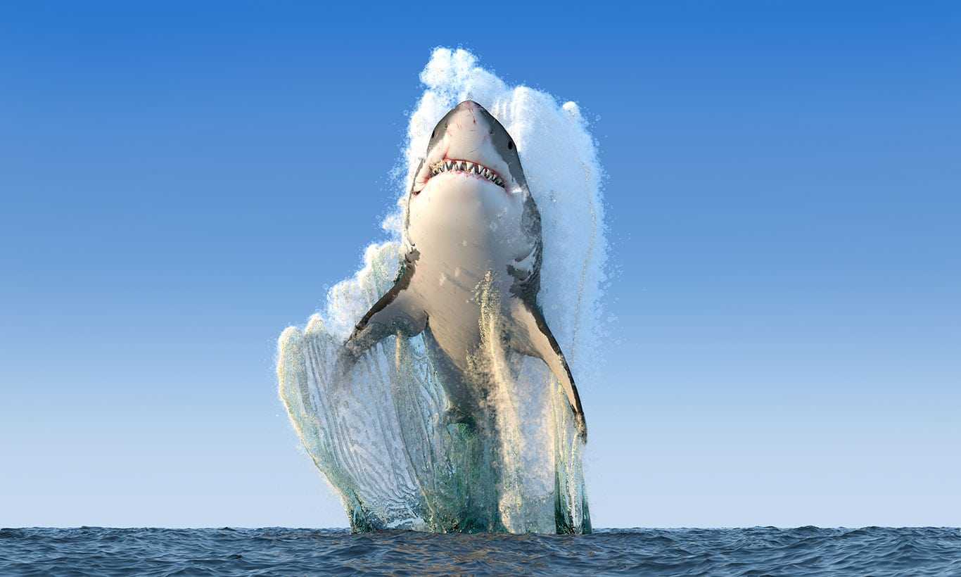 Ultra Hd Shark Wallpapers