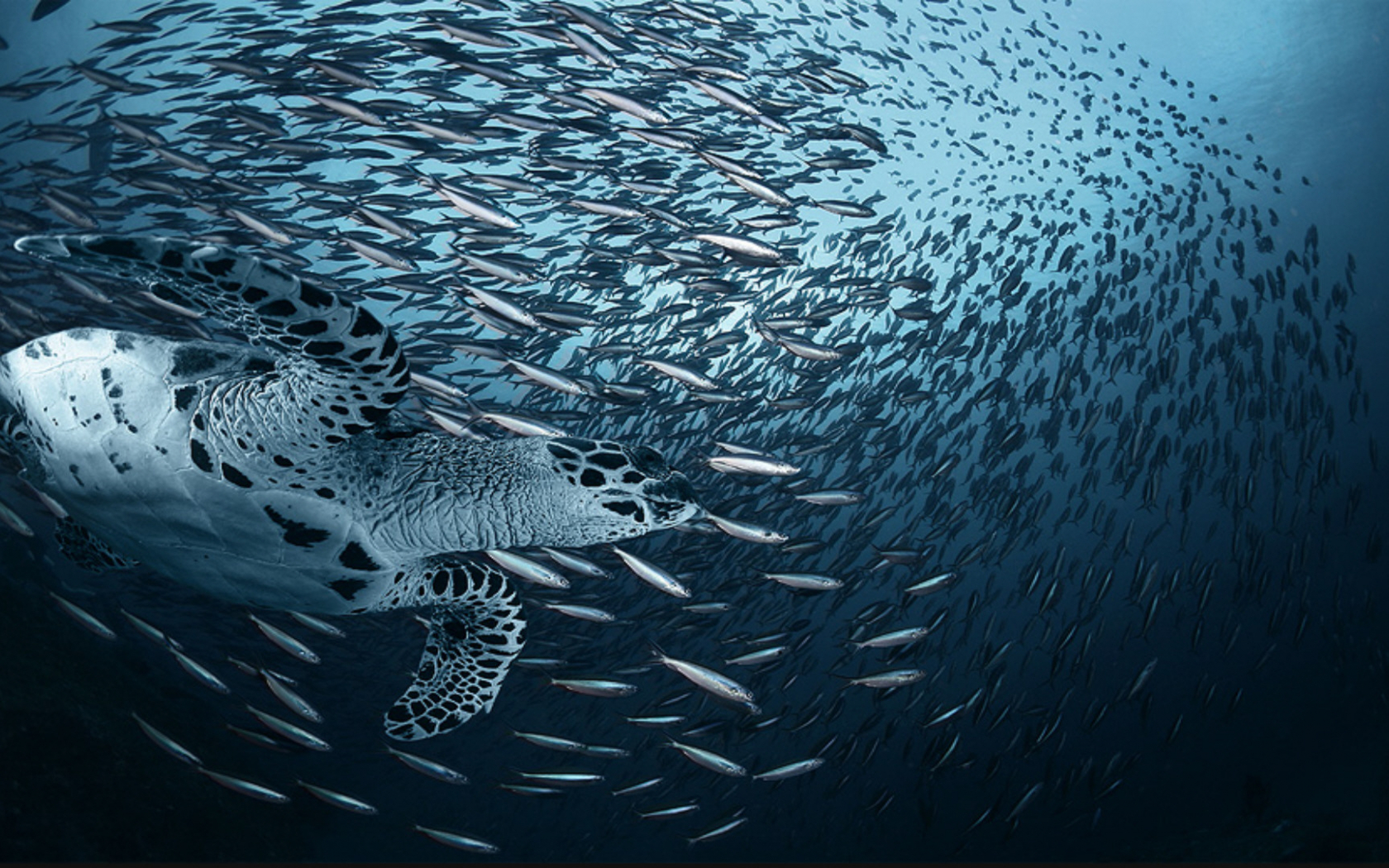 Underwater Creature
 Wallpapers
